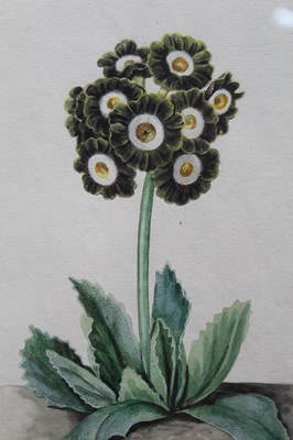 Lot 1121 - Set of four 19th century botanical watercolours