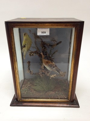 Lot 959 - Yellow Hammer and Stone Chat both perched on a branch within naturalistic setting, bearing label W. Fry, Longbredy, in glazed case, 33cm x 25cm