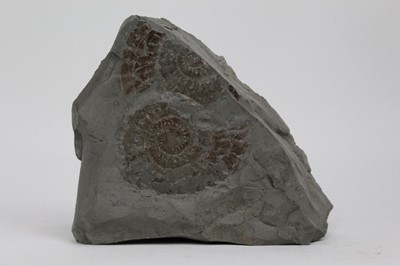 Lot 2027 - Large ammonite fossil