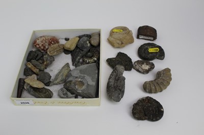 Lot 334 - Tray of interesting fossils some with old labels
