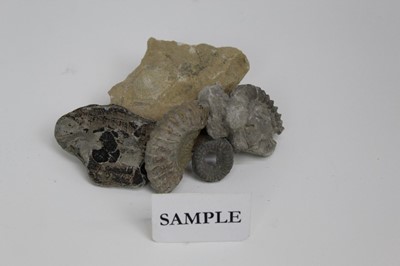 Lot 162 - Large quantity of fossils mainly Jurassic coast