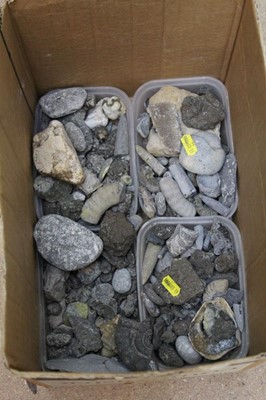 Lot 162 - Large quantity of fossils mainly Jurassic coast