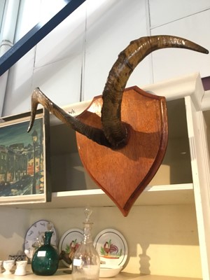 Lot 259 - Pair of mounted goats horns