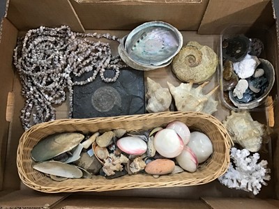 Lot 592 - Collection shells and fossils