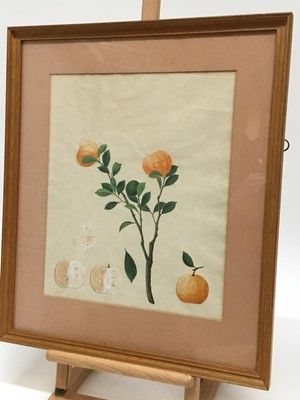 Lot 65 - 19th century watercolour study of a fruit