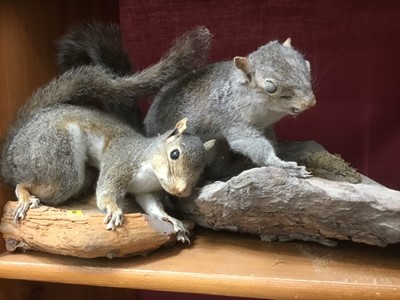 Lot 248 - Two taxidermy squirrels