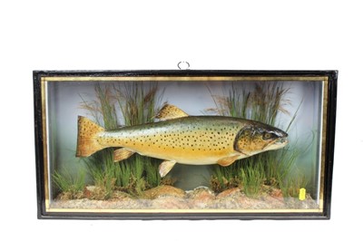 Lot 880 - Late Victorian/ Edwardian trout within naturalistic setting in glazed case, 32cm x 62cm