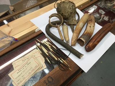 Lot 223 - Group of African exhibits from Burton-on-Trent Museum with 1932 exhibition labels to include Hippo teeth, Python skin, porcupine quills etc