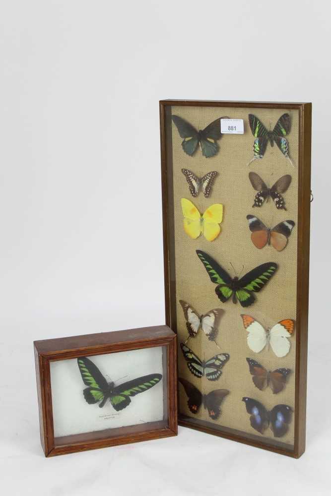 Lot 881 Selection butterflies in glazed case and