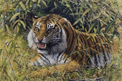 Lot 947 - Mark Whittaker (b.1964) acrylic on board - a tiger, signed and dated '97, in gilt frame, 45cm x 60cm