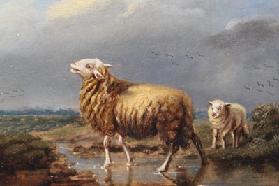 Lot 1154 - 19th century oil - Sheep