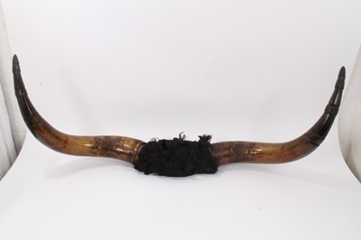 Lot 41 - Fine Pair of Victorian Royal cow horns