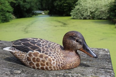 Lot 1316 - Peter Pointer, hand carved sycamore pyrographed decoy duck, 29cm.