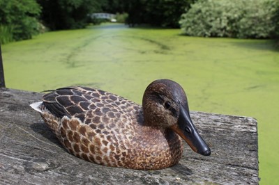 Lot 1316 - Peter Pointer, hand carved sycamore pyrographed decoy duck, 29cm.