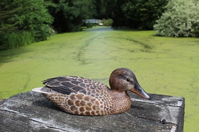 Lot 1316 - Peter Pointer, hand carved sycamore pyrographed decoy duck, 29cm.