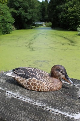 Lot 1316 - Peter Pointer, hand carved sycamore pyrographed decoy duck, 29cm.