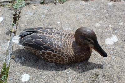 Lot 1316 - Peter Pointer, hand carved sycamore pyrographed decoy duck, 29cm.