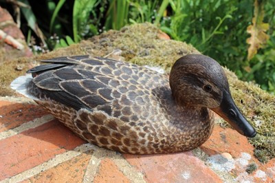 Lot 1316 - Peter Pointer, hand carved sycamore pyrographed decoy duck, 29cm.