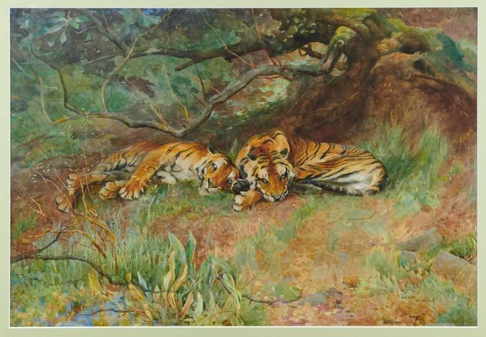 Lot 1153 - Arthur Wardle - watercolour Tigers resting