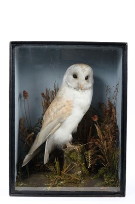 Lot 875 - Barn Owl within naturalistic setting, bearing label verso, T. E. Gunn Norwich, in glazed case, 43cm x 33cm