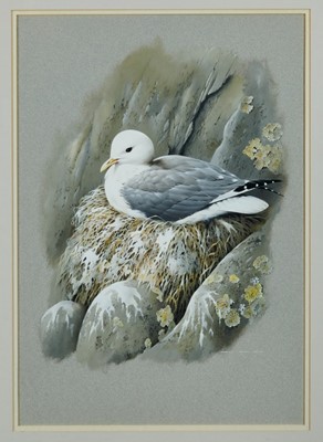 Lot 909 - Terrence James Bond (b.1946) gouache - Kittiwake, signed, in glazed frame