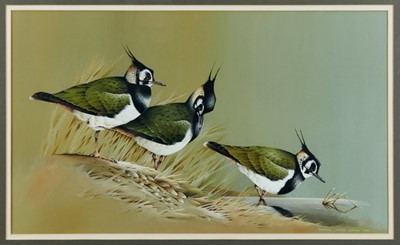 Lot 908 - Terrence James Bond (b.1946) gouache - Lapwings, signed, in glazed gilt frame