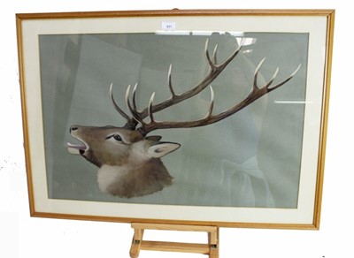 Lot 114 - 20th century English School watercolour - A Stag, indistinctly signed, in glazed frame, 50cm x 75cm
