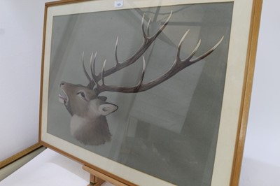 Lot 112 - 20th century English School watercolour - A Stag, indistinctly signed, in glazed frame, 50cm x 75cm