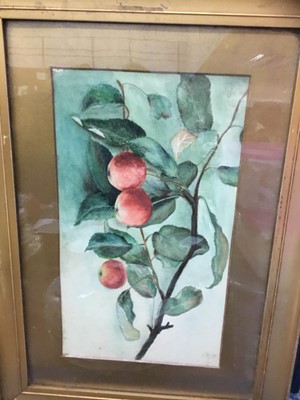 Lot 281 - Four early 20th century watercolour paintings of fruit by Dorothy L Smith