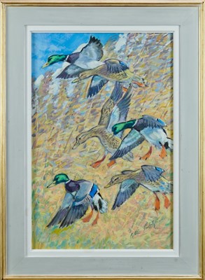 Lot 891 - Peter Partington, contemporary, signed oil on canvas- Mallards in flight, framed