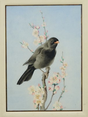 Lot 1060 - Edward Julius Detmold (1883-1957) watercolour, Blackbird