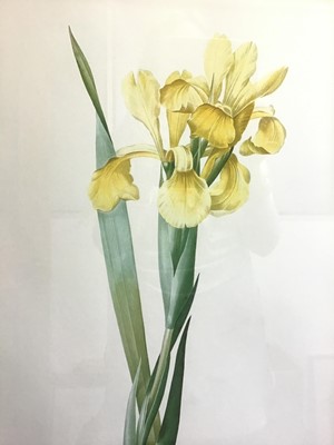 Lot 994 - Collection of botanical prints and watercolours to include: two trios of Redoute prints, a set of five prints in decorative mounts and gilt frames, four Kate Grant watercolours and two further bota...