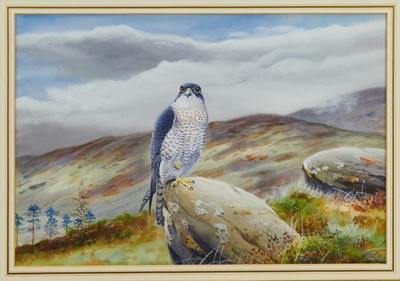 Lot 942 - *Richard Robjent (b.1937) watercolour and gouache - A Peregrine, signed and dated, in glazed frame, 27cm x 39cm