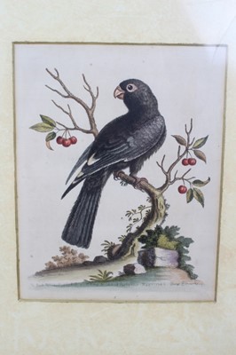 Lot 81 - Four 18th century hand coloured bird engravings by George Edwards