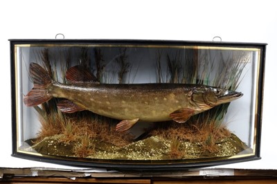 Lot 879 - Preserved pike within naturalistic setting in glazed bow front case