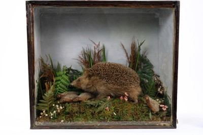 Lot 870 - Hedgehog and her hoglets within naturalistic setting in glazed case, 37cm x 43cm