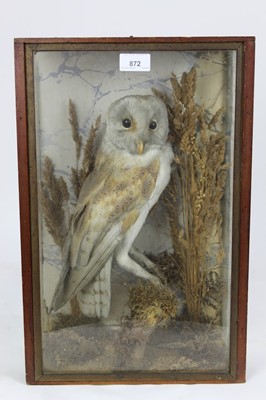 Lot 872 - Barn Owl on perch within naturalistic setting in glazed case, 45cm x 30cm