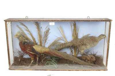 Lot 873 - Golden pheasant and hen within naturalistic setting in glazed case, 42cm x 81cm