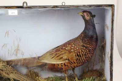 Lot 91 - Cock and hen pheasant within naturalistic setting in glazed case, 43cm x 79cm