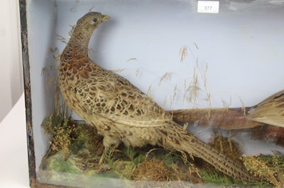 Lot 91 - Cock and hen pheasant within naturalistic setting in glazed case, 43cm x 79cm