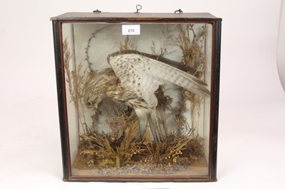 Lot 876 - Sparrow Hawk attacking a finch within naturalistic setting in glazed case, 38cm x 36cm