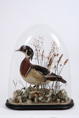 Lot 943 - Early 20th century Wood Duck within naturalistic setting under glass dome, 50cm x 42cm