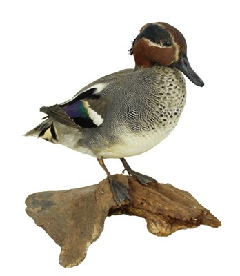 Lot 868 - Green Winged Teal mounted on naturalistic wood base, 26cm high