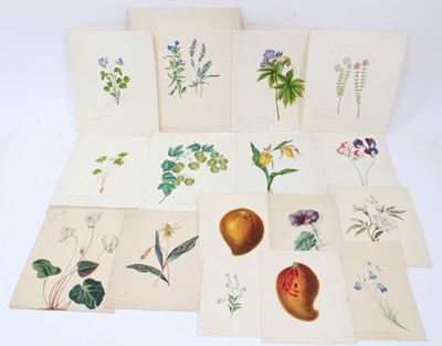 Lot 783 - Collection of sixteen mid-19th century English School watercolours - botanical studies, mostly titled, unframed