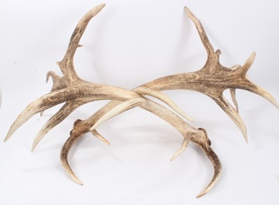 Lot 306 - Impressive pair of 10-point antlers from the estate of Lord and Lady Mountbatten, approximately 75cm long