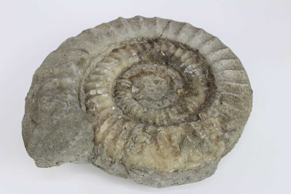 Lot 1931 - Ammonite