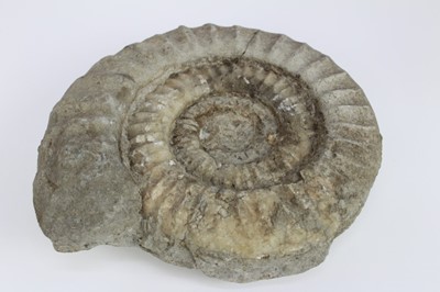 Lot 1931 - Ammonite