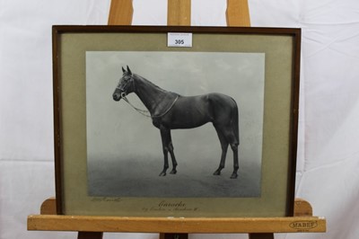 Lot 305 - Black and white photograph of a Horse 'Earache' mounted in glazed frame by W.W. Rouch & Co