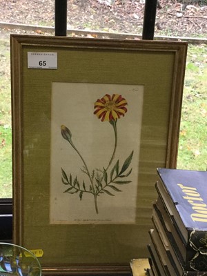 Lot 65 - Pair of late 18th century hand coloured botanical engravings, published 1791, in glazed gilt frames