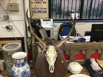 Lot 30 - Antlers mounted on board